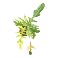 Philodendron Kitina