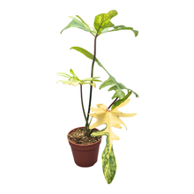 Philodendron Kitina
