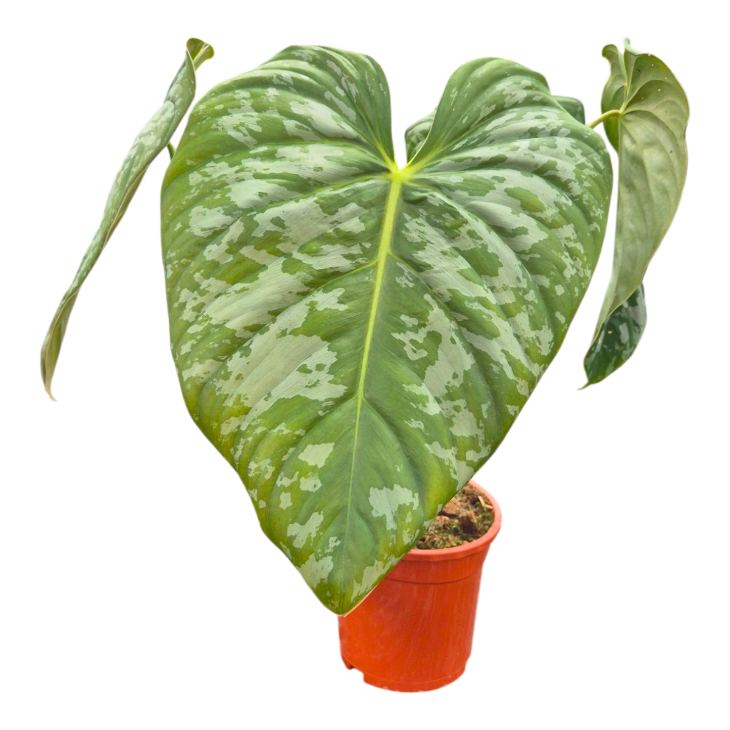 Selected Philodendron Majestic x Brandtianum (wild form)