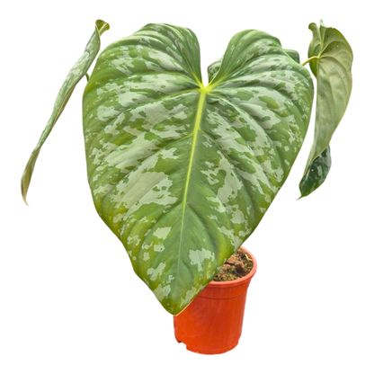 Selected Philodendron Majestic x Brandtianum (wild form)