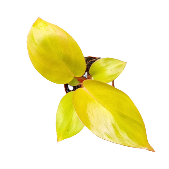 Philodendron Mars  Casa Botanica
