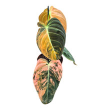 Philodendron Melanochrysum Variegata Orange