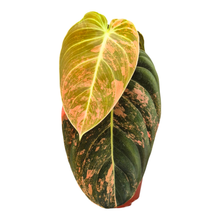Philodendron Melanochrysum Variegata Orange