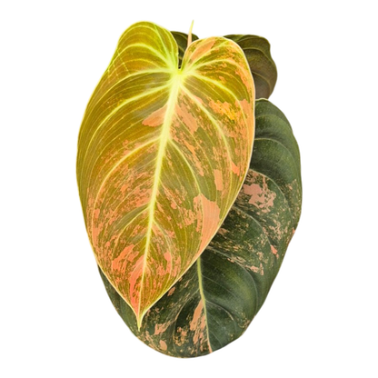 Philodendron Melanochrysum Variegata Orange
