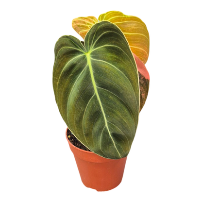 Philodendron Melanochrysum Variegata Orange