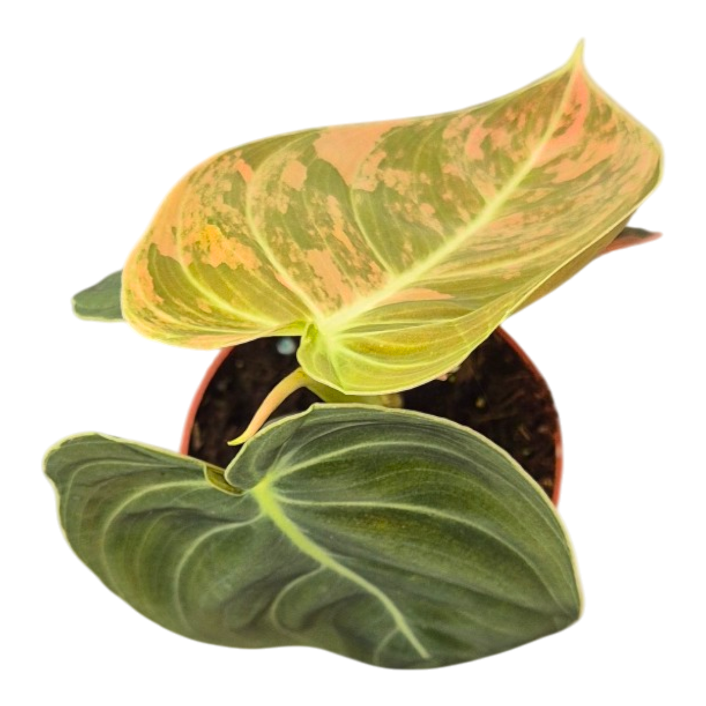 Philodendron Melanochrysum Variegata Orange