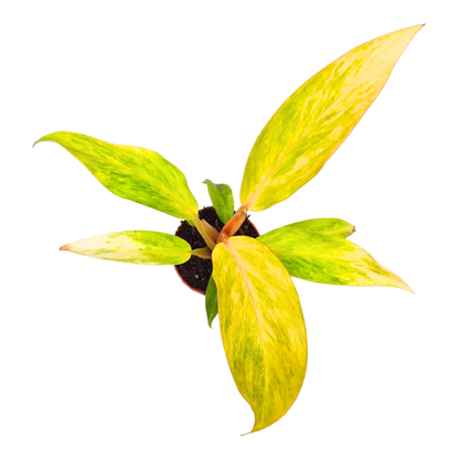 Philodendron „Orange Marmalade“