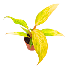 Philodendron „Orange Marmalade“