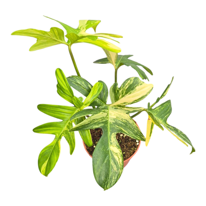 Philodendron Pedatum Variegata