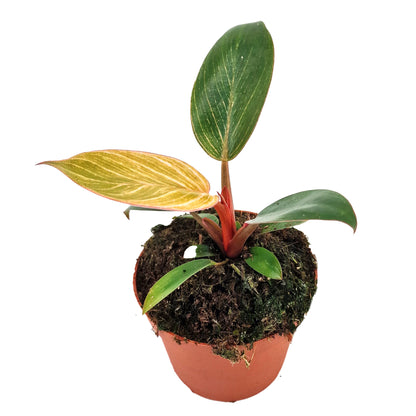 Philodendron Pink Bikini