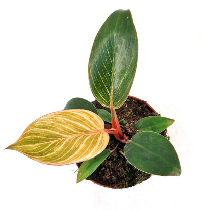 Philodendron Pink Bikini