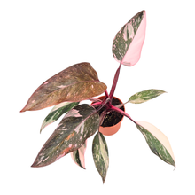 Philodendron „Pink Princess Marble“