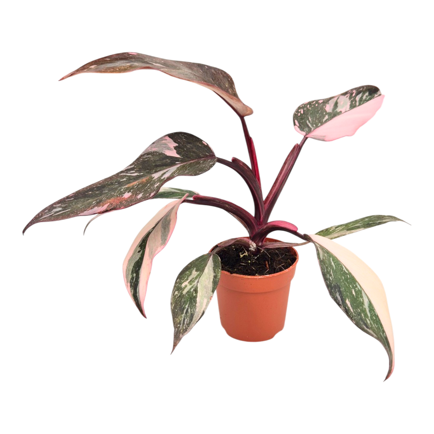 Philodendron „Pink Princess Marble“