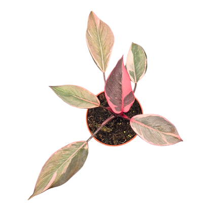 Philodendron Pink Princess Mutation
