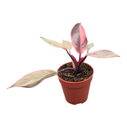 Philodendron Pink Princess Mutation