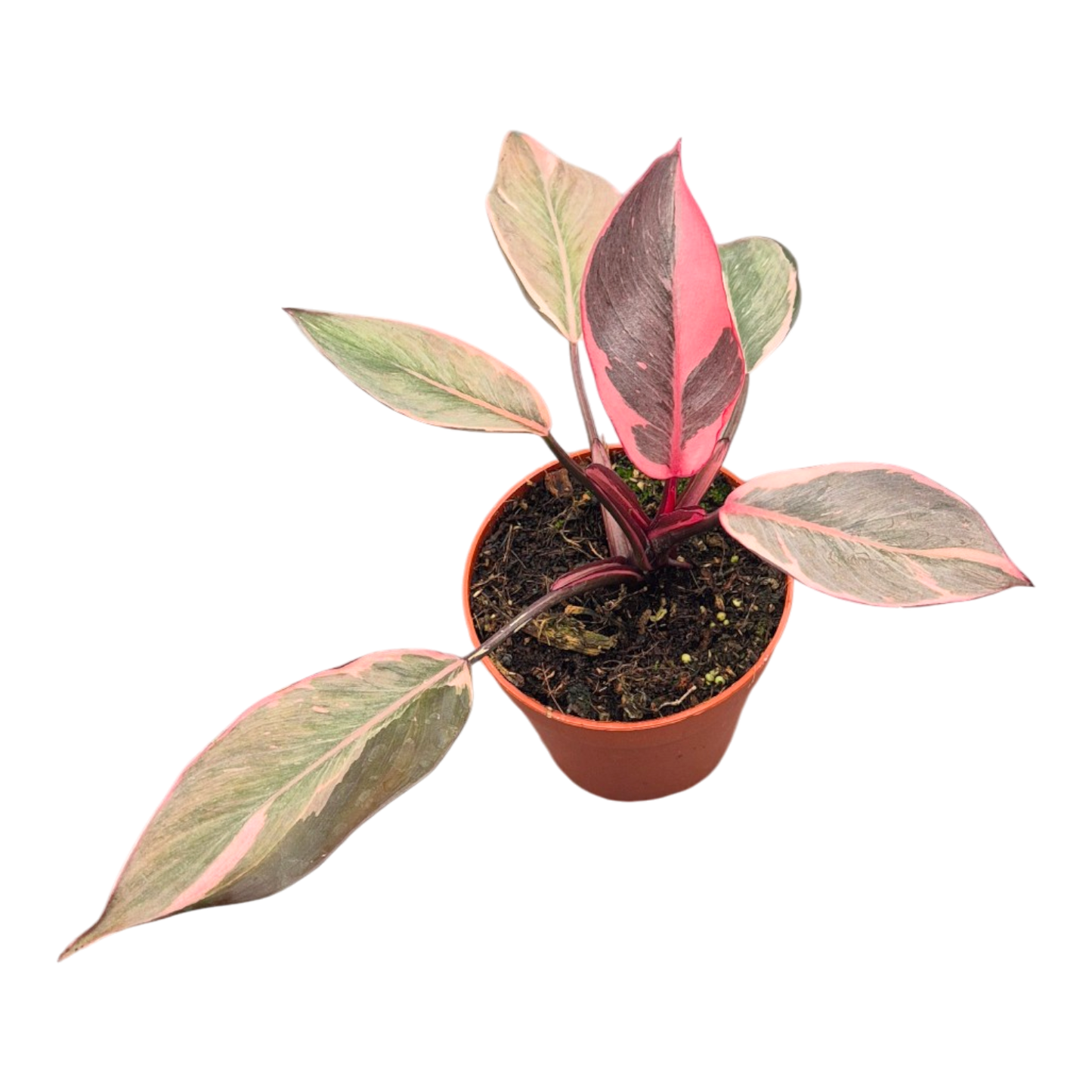 Philodendron Pink Princess Mutation