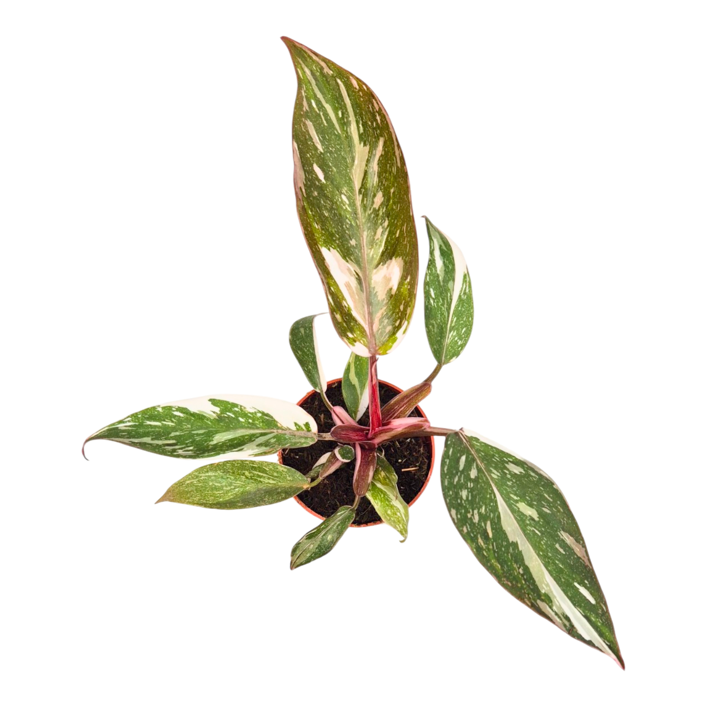 Philodendron Red Anderson