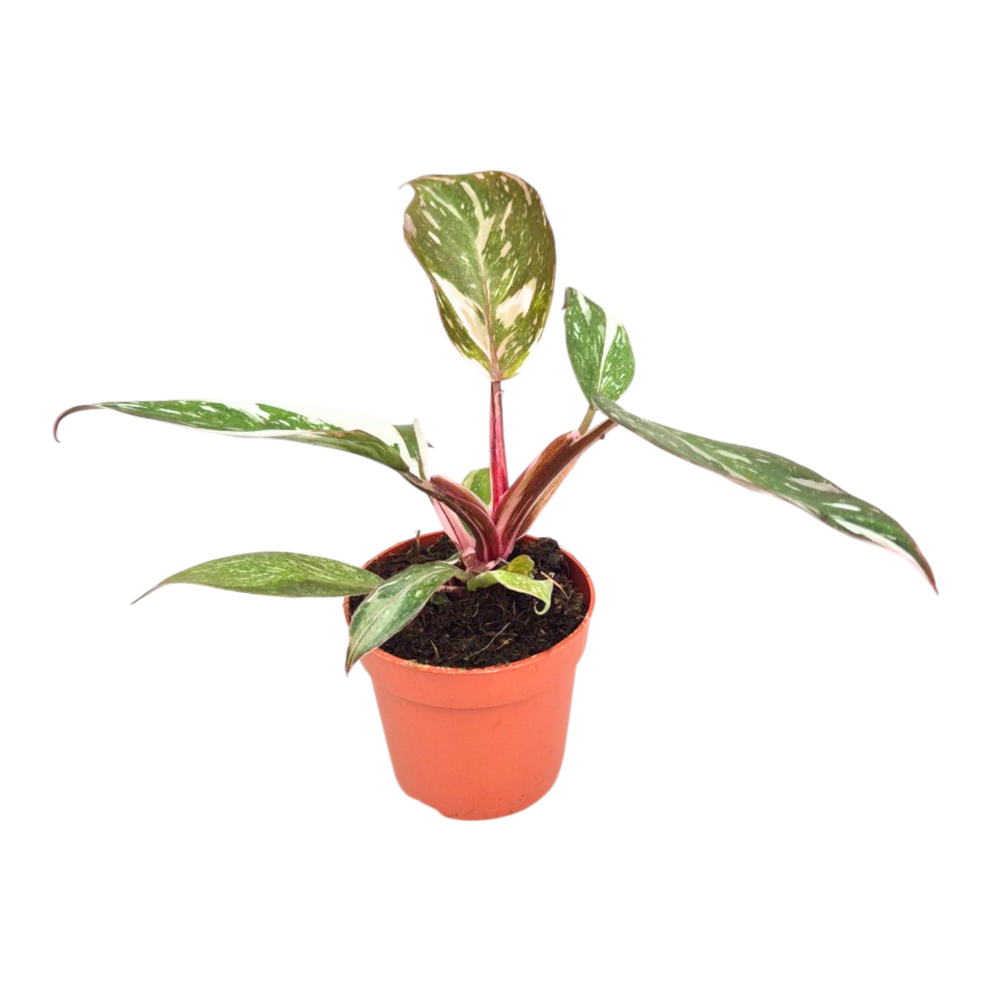 Philodendron Red Anderson