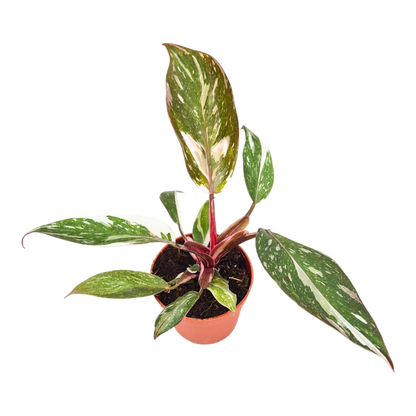 Philodendron Red Anderson