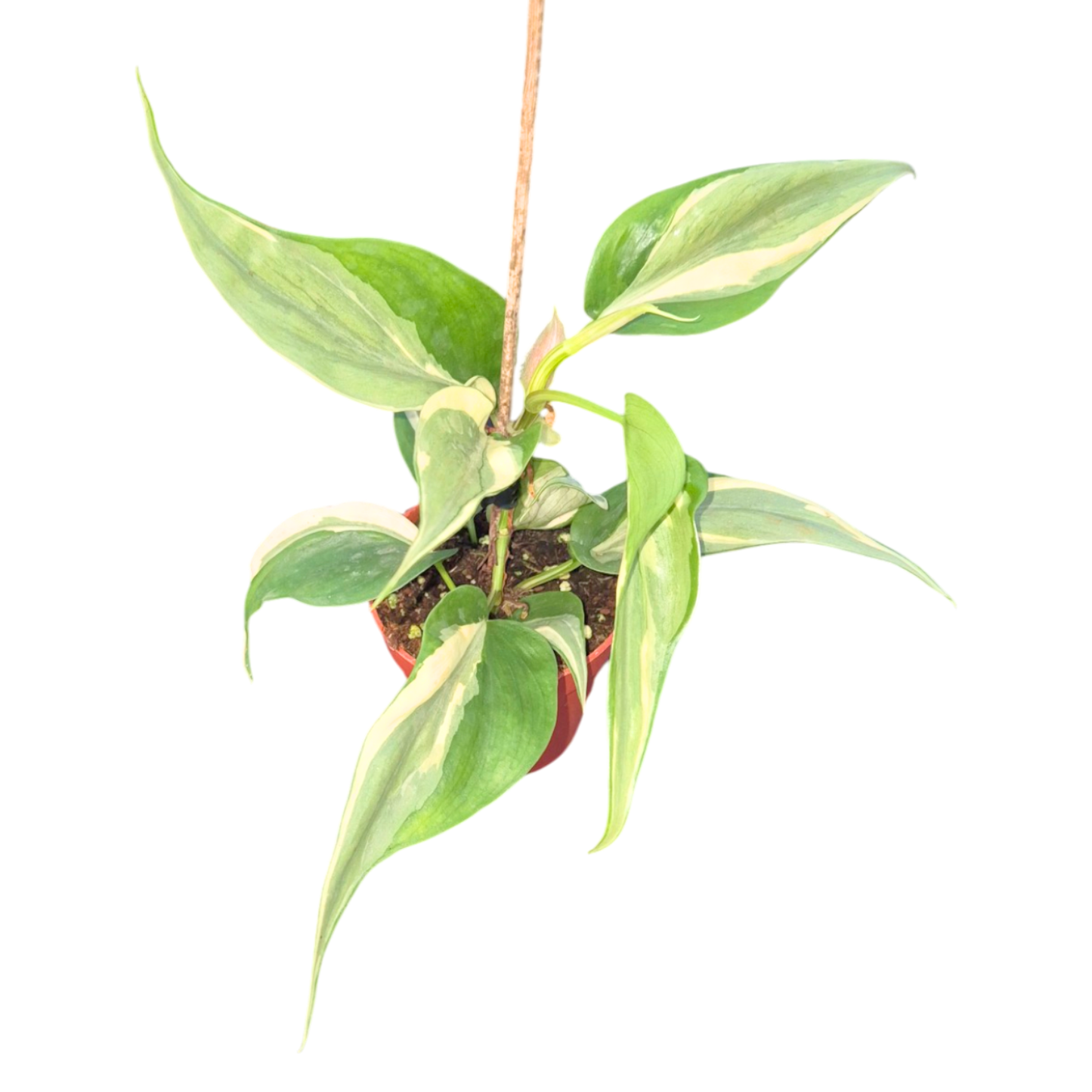 Philodendron Rio
