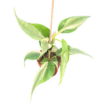 Philodendron Rio