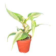 Philodendron Rio