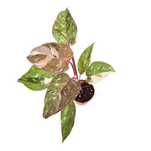 Philodendron Scarlet Princess