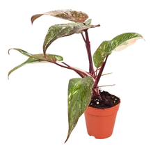 Philodendron Scarlet Princess