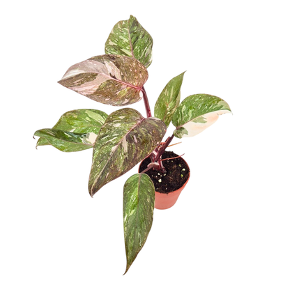 Philodendron Scarlet Princess