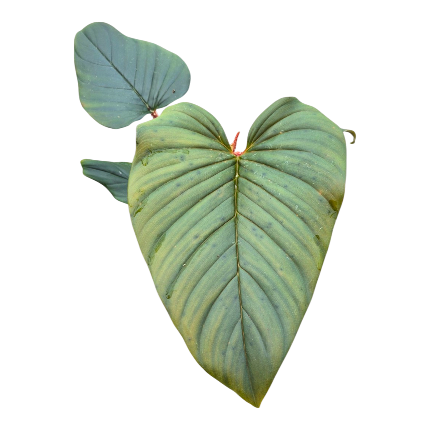 Philodendron Serpens × Squamiferum