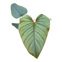 Philodendron Serpens x Squamiferum