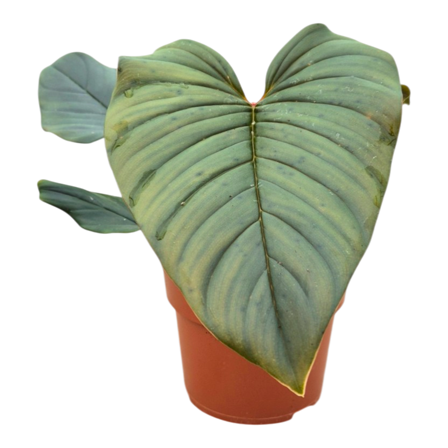 Philodendron Serpens × Squamiferum