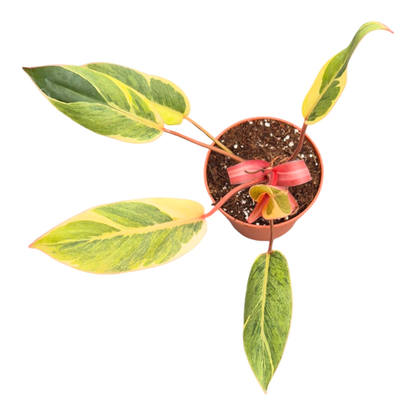 Philodendron Shady Lady