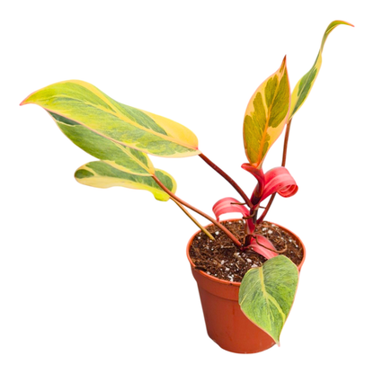 Philodendron Shady Lady