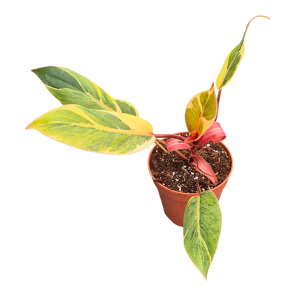 Philodendron Shady Lady