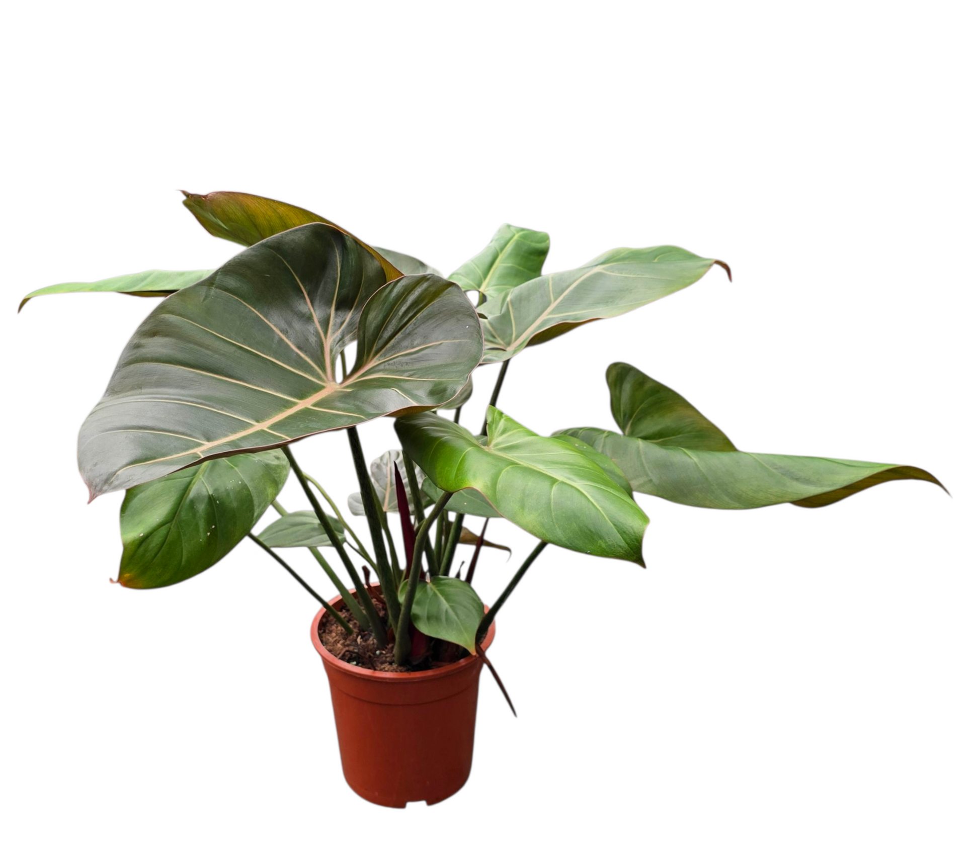 philodendron glory Philodendron Summer Glory – Casa Botanica