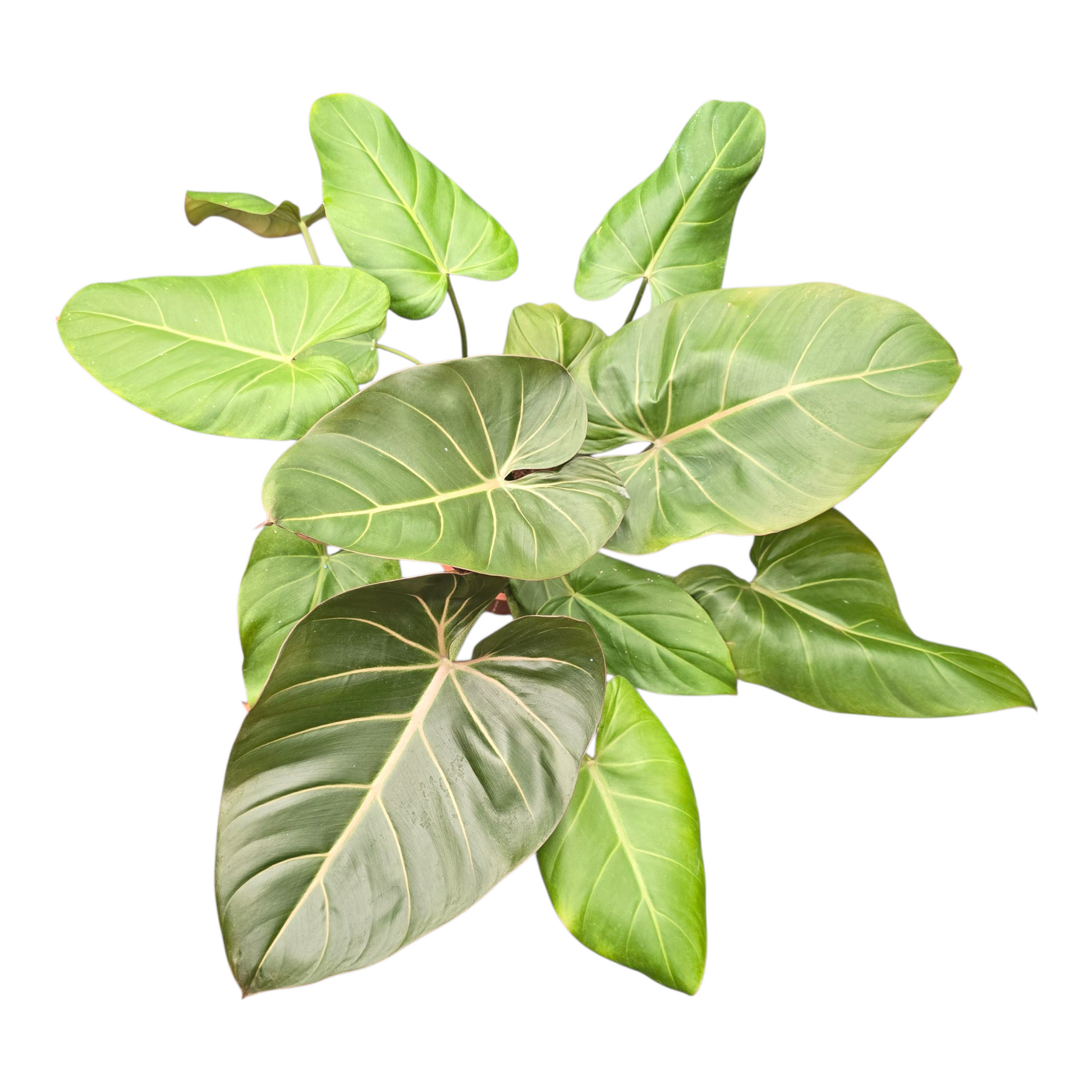 philodendron gloriosum summer glory Philodendron Summer Glory – Casa Botanica