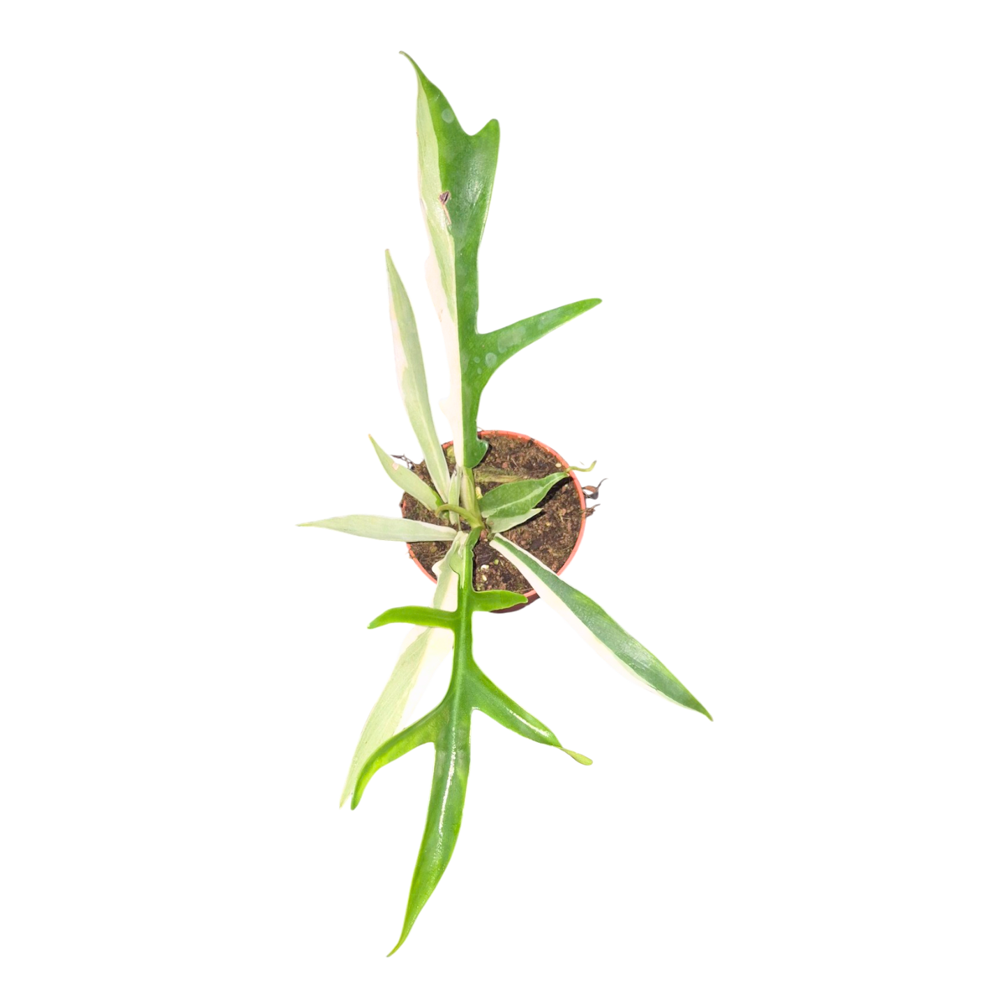 Philodendron Tortum Albo