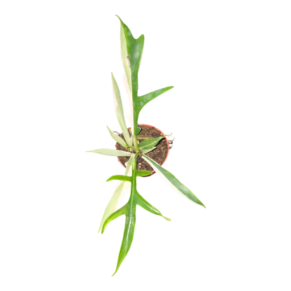 Philodendron Tortum Albo