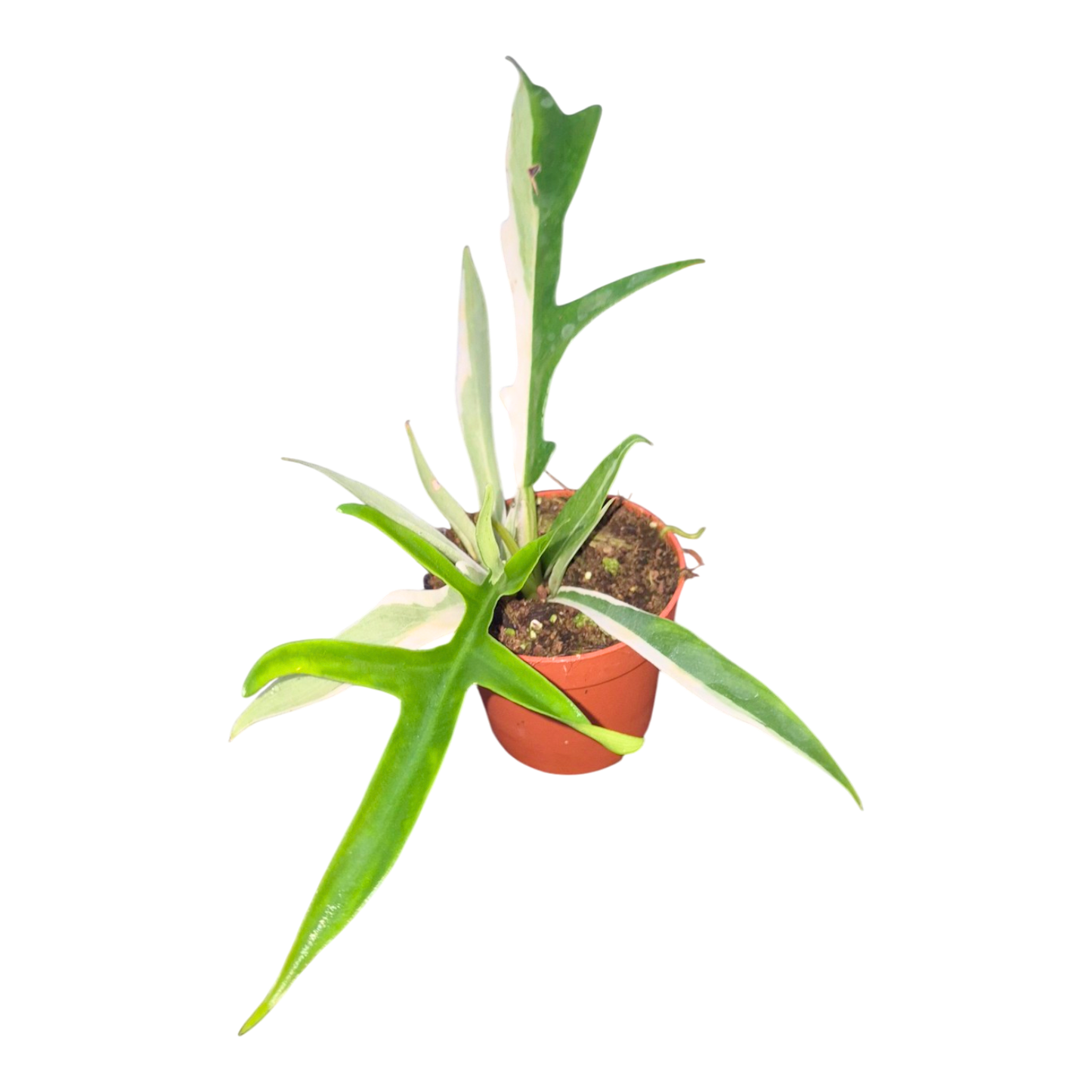 Philodendron Tortum Albo