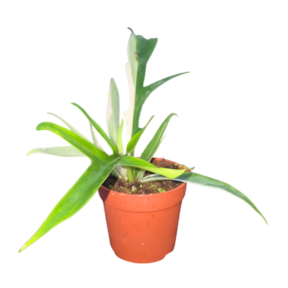 Philodendron Tortum Albo
