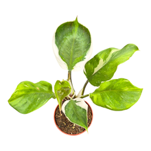 Philodendron „White Knight“-Mutation