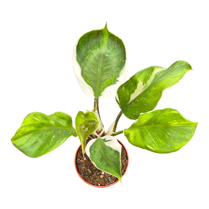 Philodendron „White Knight“-Mutation
