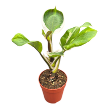 Philodendron „White Knight“-Mutation