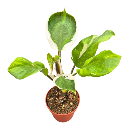 Philodendron „White Knight“-Mutation