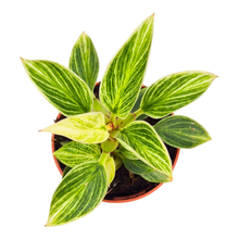 Philodendron White Measure