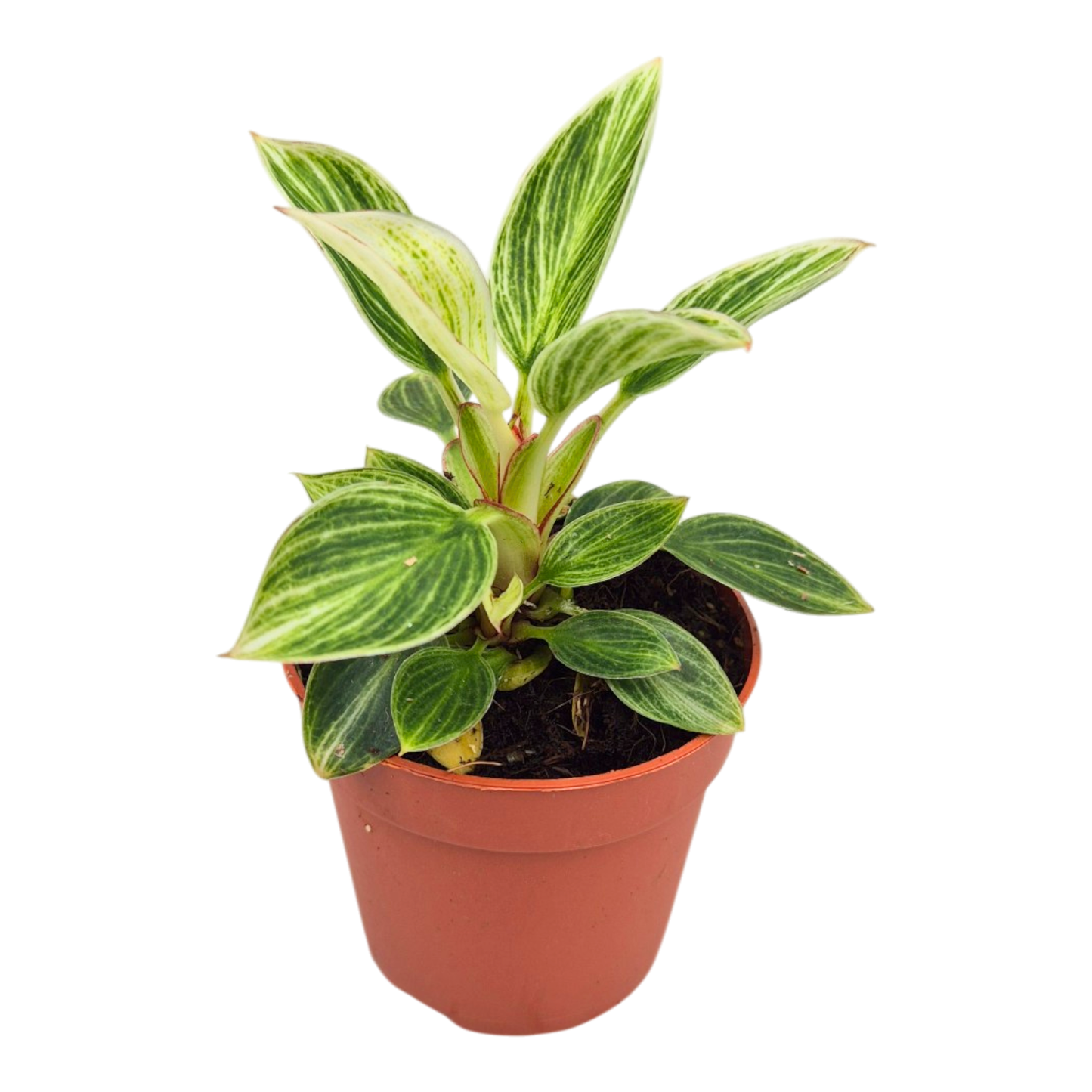 Philodendron White Measure