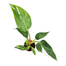 Philodendron „White Princess“