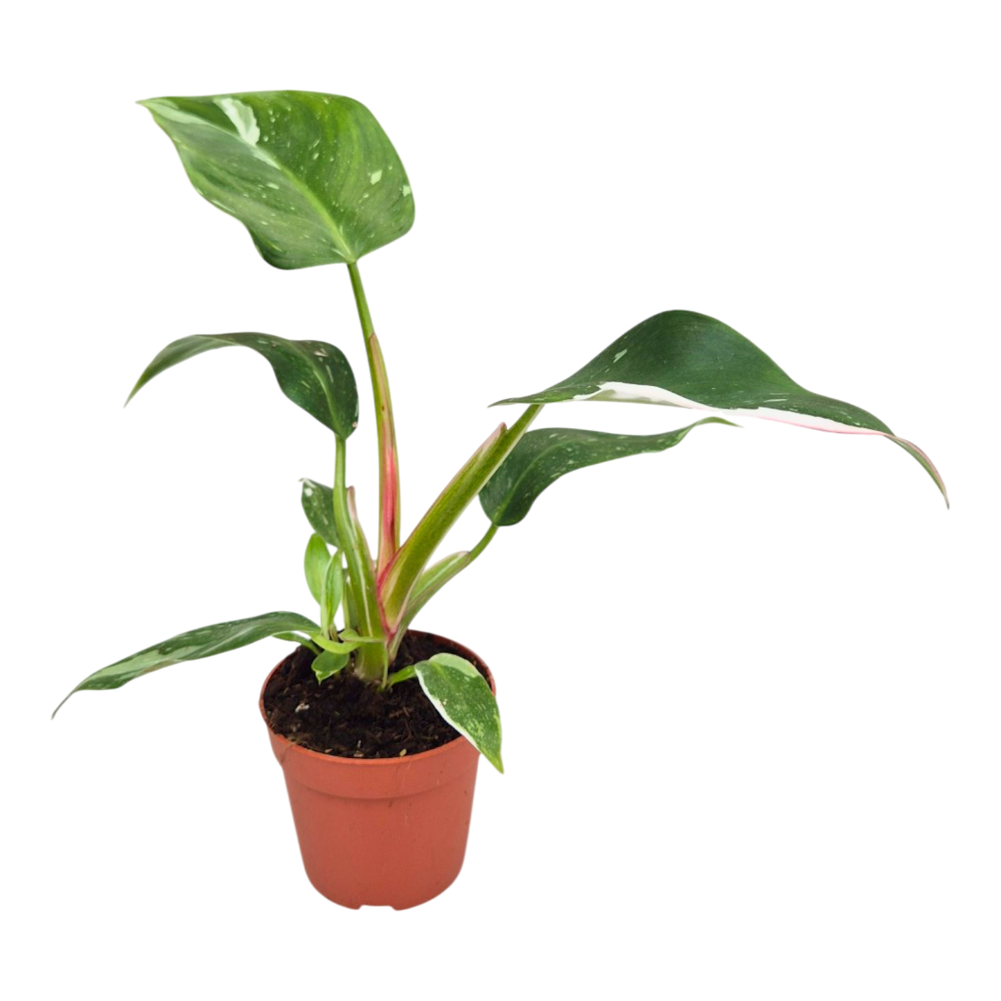 Philodendron „White Princess“
