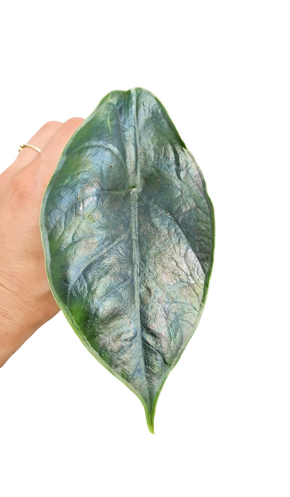 Alocasia Green Unicorn